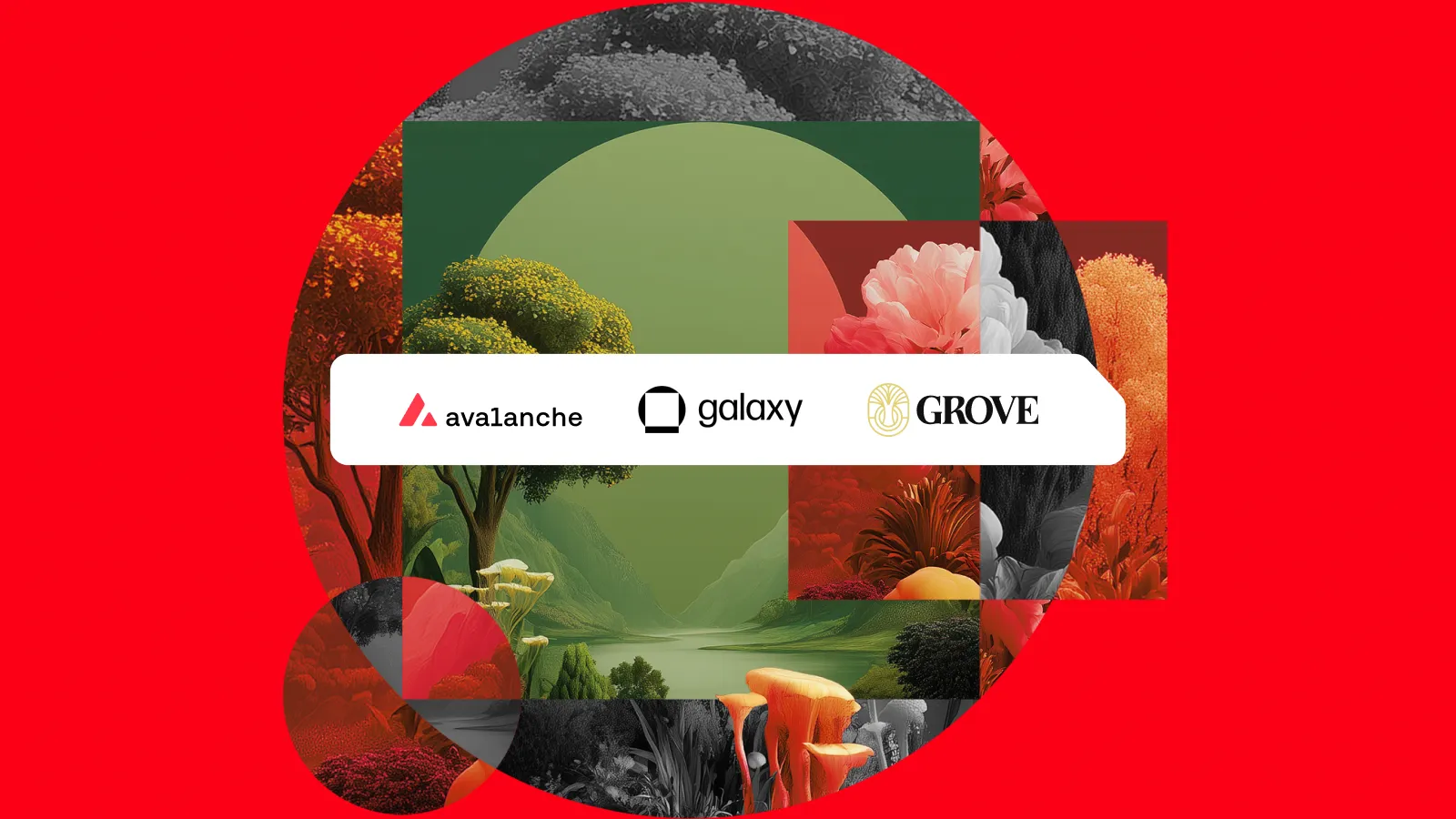 galaxy grove